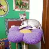 シンガプーラ