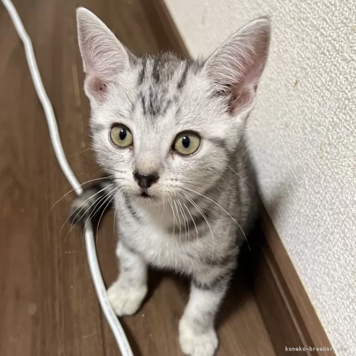 ID:2408-01356の子猫