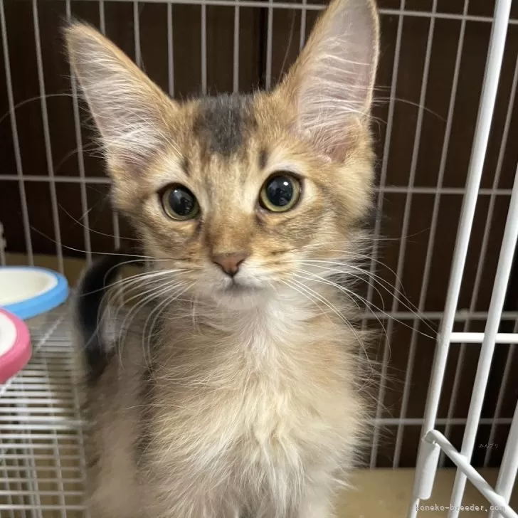 K.S 様のお迎えした子猫