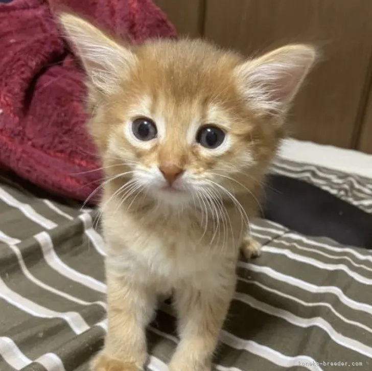 ID:2305-01867の子猫