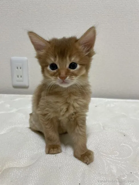 ID:2205-00433の子猫