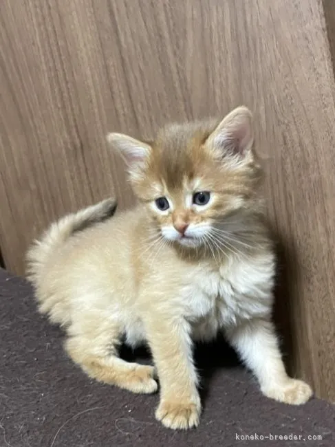ID:2203-00969の子猫
