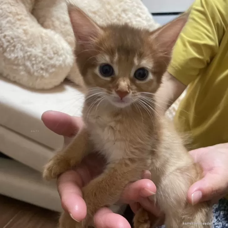 ID：2406-01467の子猫