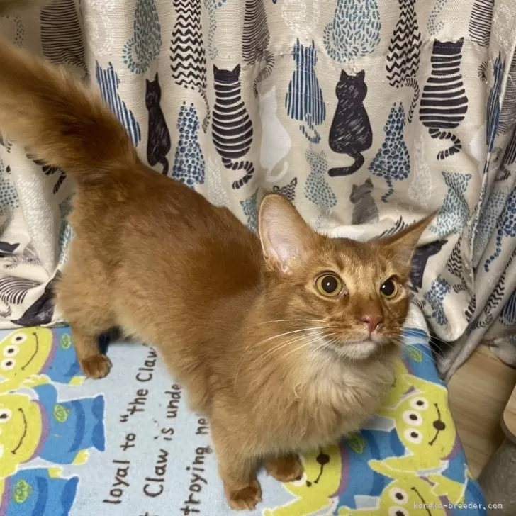 ID：2407-01270の子猫