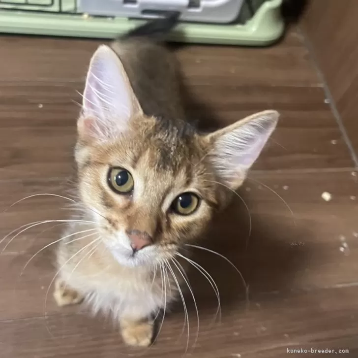 ID:2408-01351の子猫