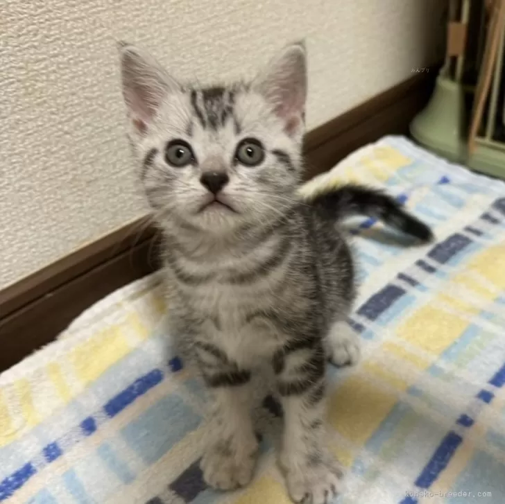 ID:2406-00021の子猫