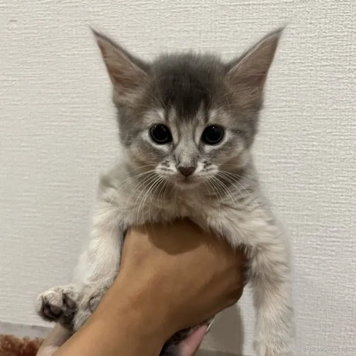 ID:2307-03573の子猫