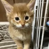 ソマリ【福井県・女の子・2023年4月8日・レッド】の写真1