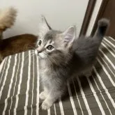 ソマリ【福井県・男の子・2023年9月16日・ブルー】の写真1