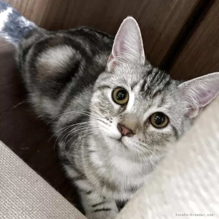 ID：2507-00095の子猫