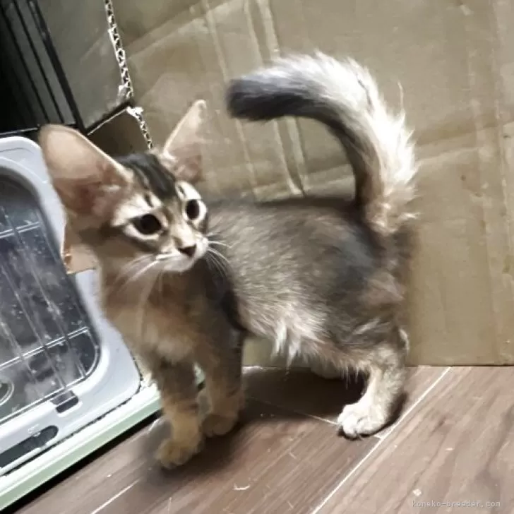 ID：2508-00308の子猫