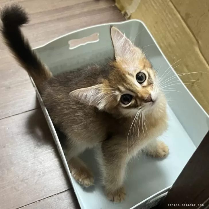 ID：2506-01011の子猫