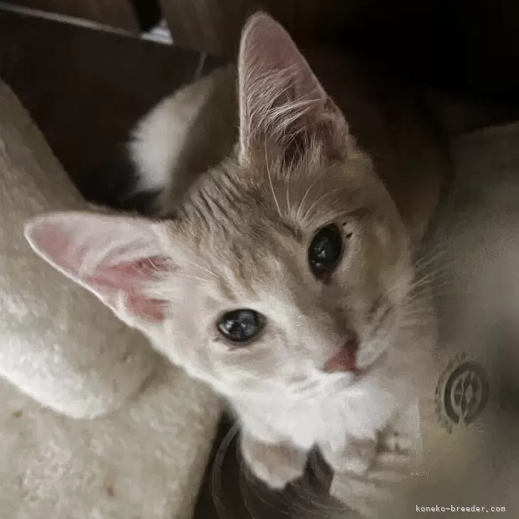 ID:2506-02773の子猫