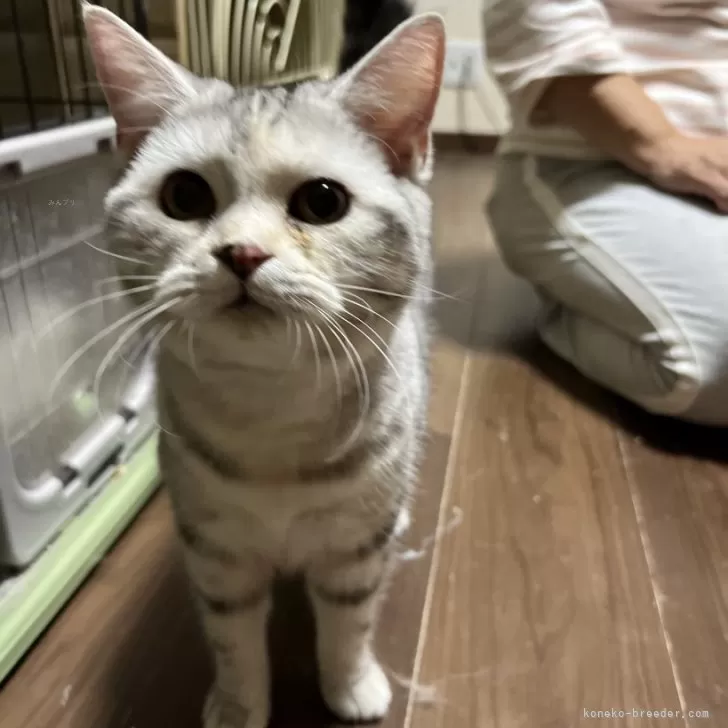 アメリカンショートヘア【福井県・女の子・2025年5月5日・シルバーパッチドタビー】の写真1