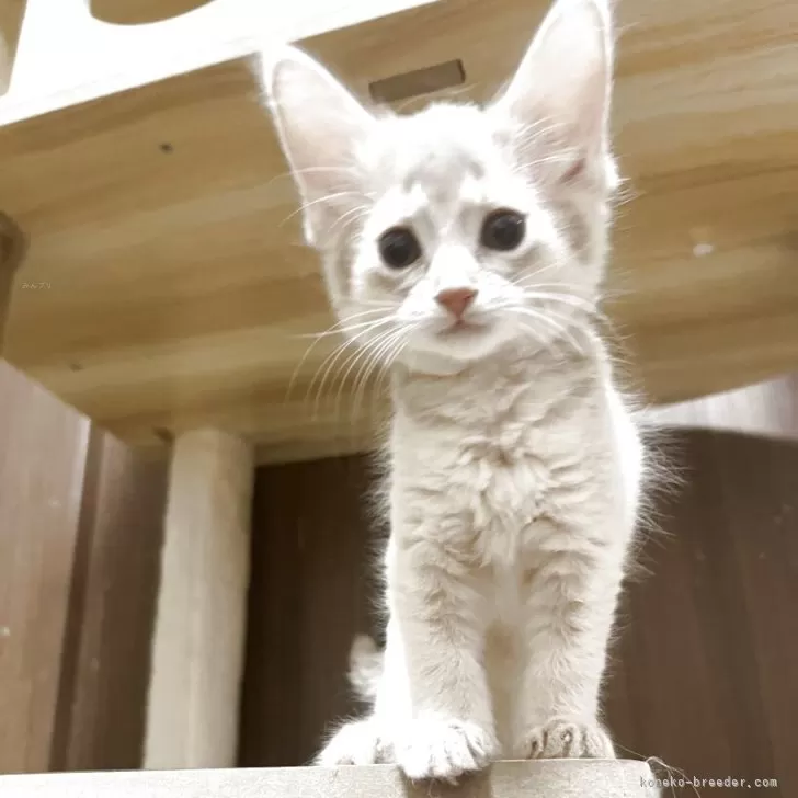 モモルル 様のお迎えした子猫