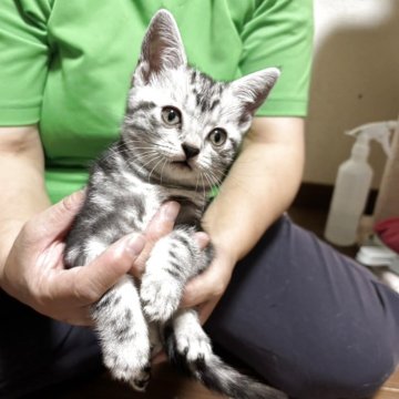 アメリカンショートヘア【福井県・男の子・2025年9月18日・シルバータビー（ショート）】の写真「人懐こい男の子」