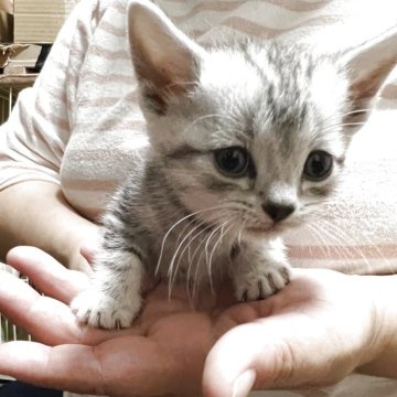 アメリカンショートヘア【福井県・男の子・2025年4月7日・シルバータビー】の写真「人懐こい男の子」