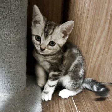 アメリカンショートヘア【福井県・女の子・2025年5月5日・シルバーパッチドタビー】の写真「可愛い女の子」