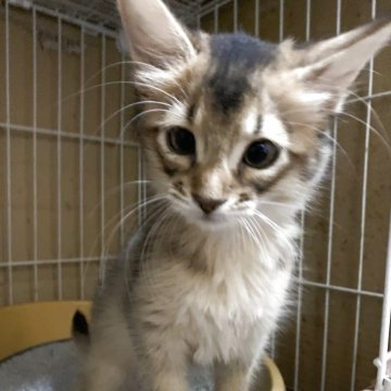 ソマリ【福井県・男の子・2025年12月30日・ルディ（ロング）】の写真「人懐こい男の子」