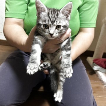 アメリカンショートヘア【福井県・男の子・2025年9月18日・シルバータビー（ショート）】の写真「人懐こく元気いっぱいな男の子」