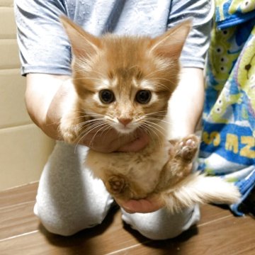 ソマリ【福井県・女の子・2025年9月18日・レッド（ロング）】の写真「人懐こい女の子」