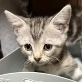アメリカンショートヘア