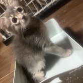 ソマリ