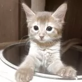 ソマリ