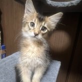 ソマリ