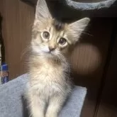 ソマリ