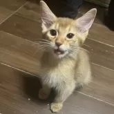ソマリ