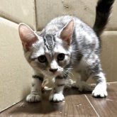 アメリカンショートヘア
