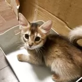 ソマリ