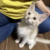 ソマリ