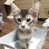 ソマリ