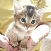 ソマリ