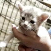 ソマリ