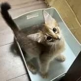 ソマリ