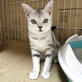 アメリカンショートヘア