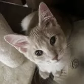 ソマリ