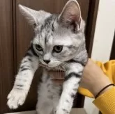 アメリカンショートヘア