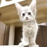 ソマリ