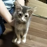 ソマリ