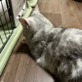 アメリカンショートヘア【福井県・女の子・2025年5月5日・シルバーパッチドタビー】の写真4