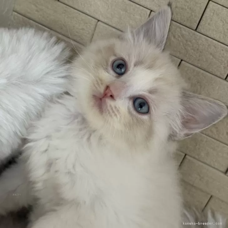 ID:2411-01741の子猫