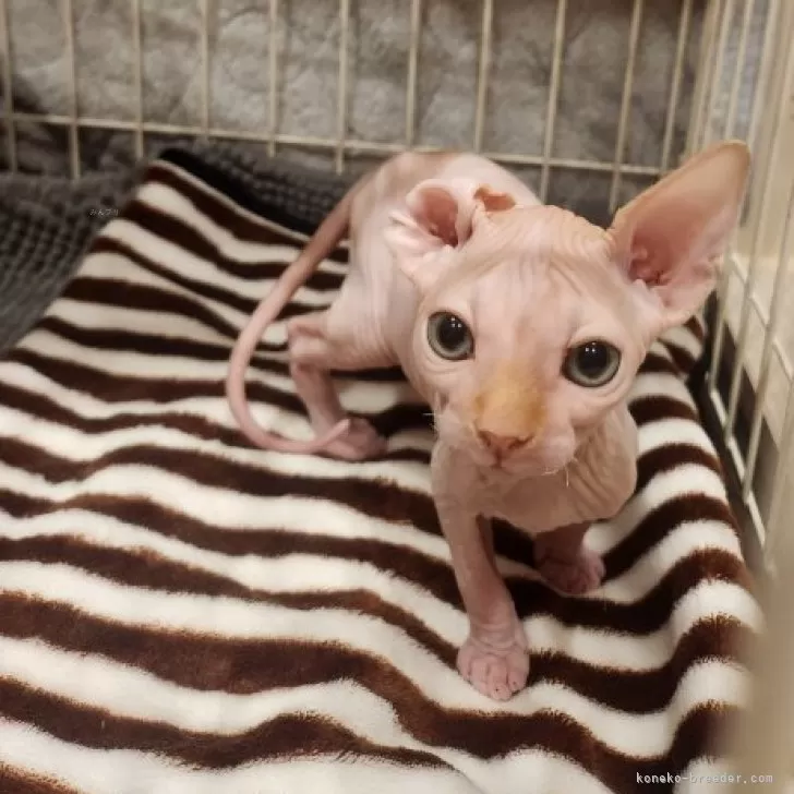 ID:2405-01085の子猫