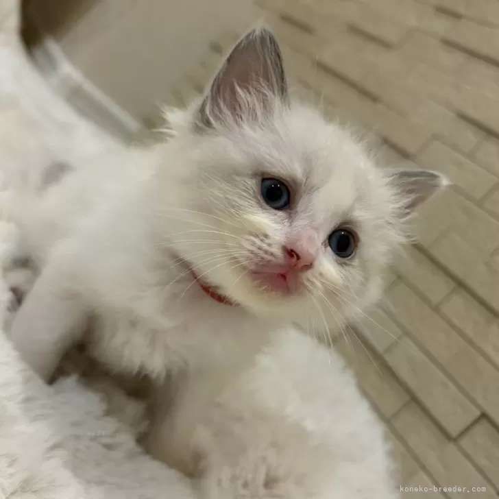 ID:2411-01743の子猫