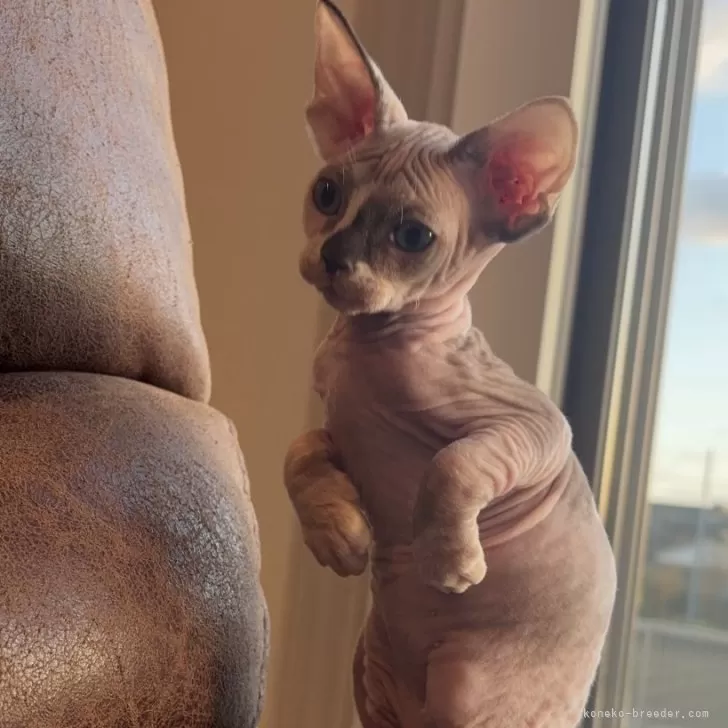 ID:2411-00357の子猫