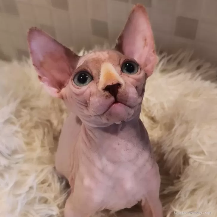 ID:2405-01084の子猫
