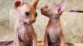 ドウェルフ【福岡県・男の子・2024年3月12日・クリーム】の写真2